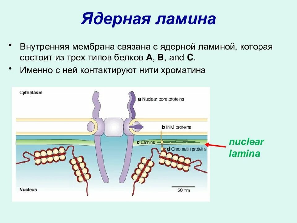 Ламины ядра. Ядерная ламина. Строение ядерной ламины. Ядерная ламина. Комплекс поры ядерной оболочки строение.