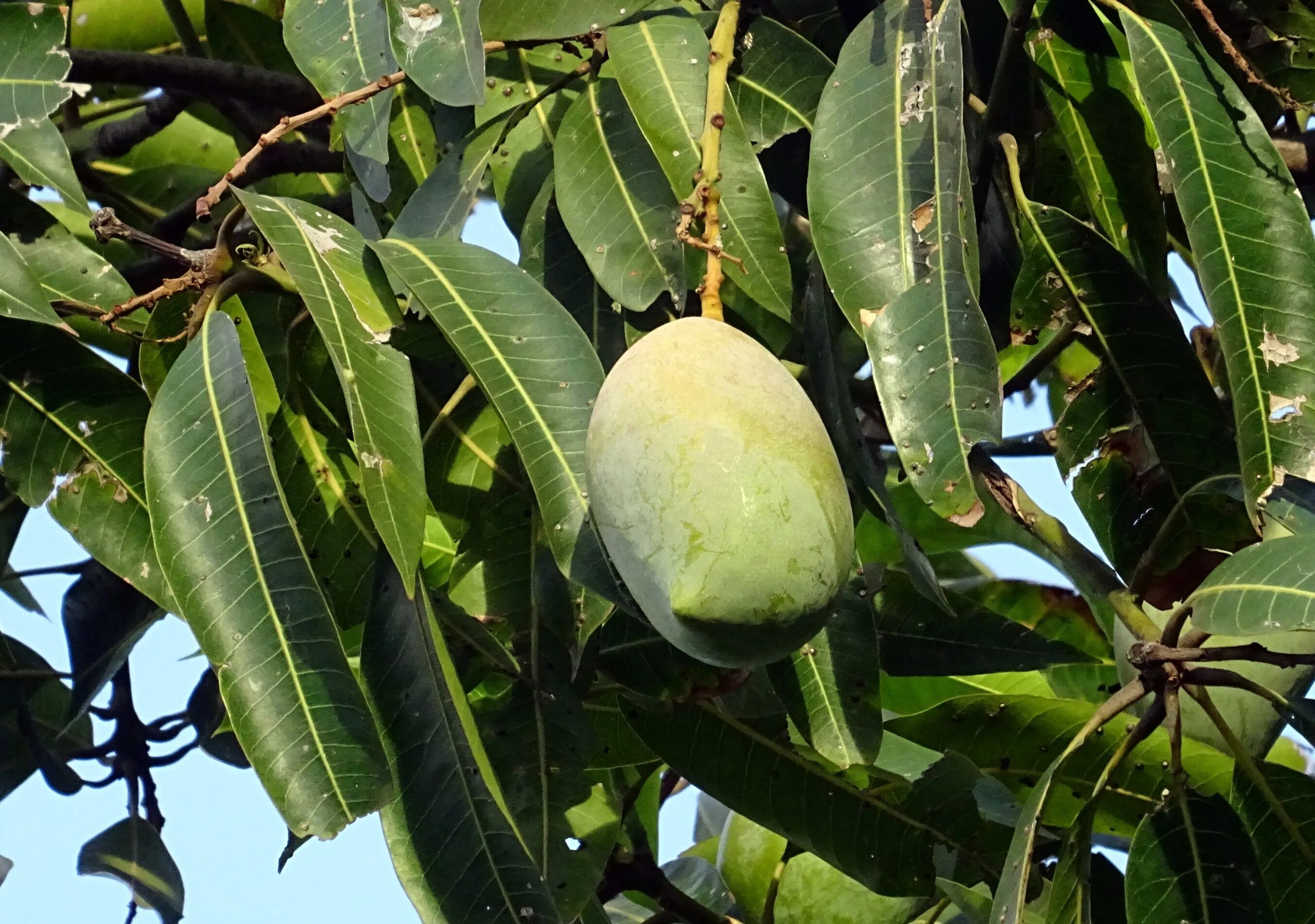 Манго дерево цветет. Дерево королевского манго. Тайское манго дерево. Манговое дерево с манго. Манговое дерево в Индии.