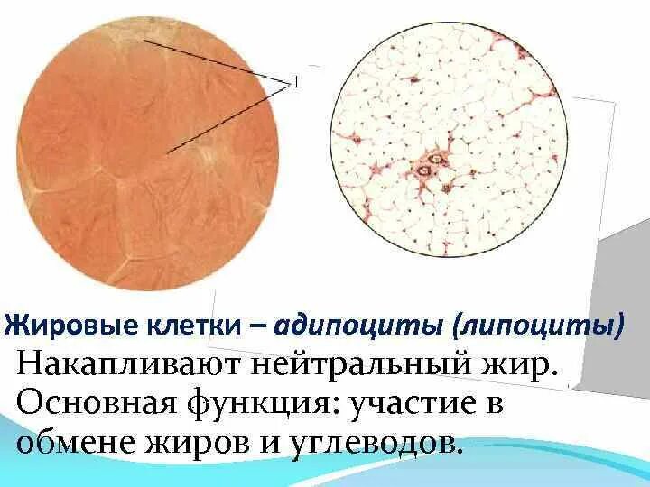 Липоциты. Строение жировой клетки адипоцита. Жировая клетка строение. Строение липоцита. Липоциты в жировой ткани.