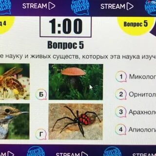 Вопросы на квиз