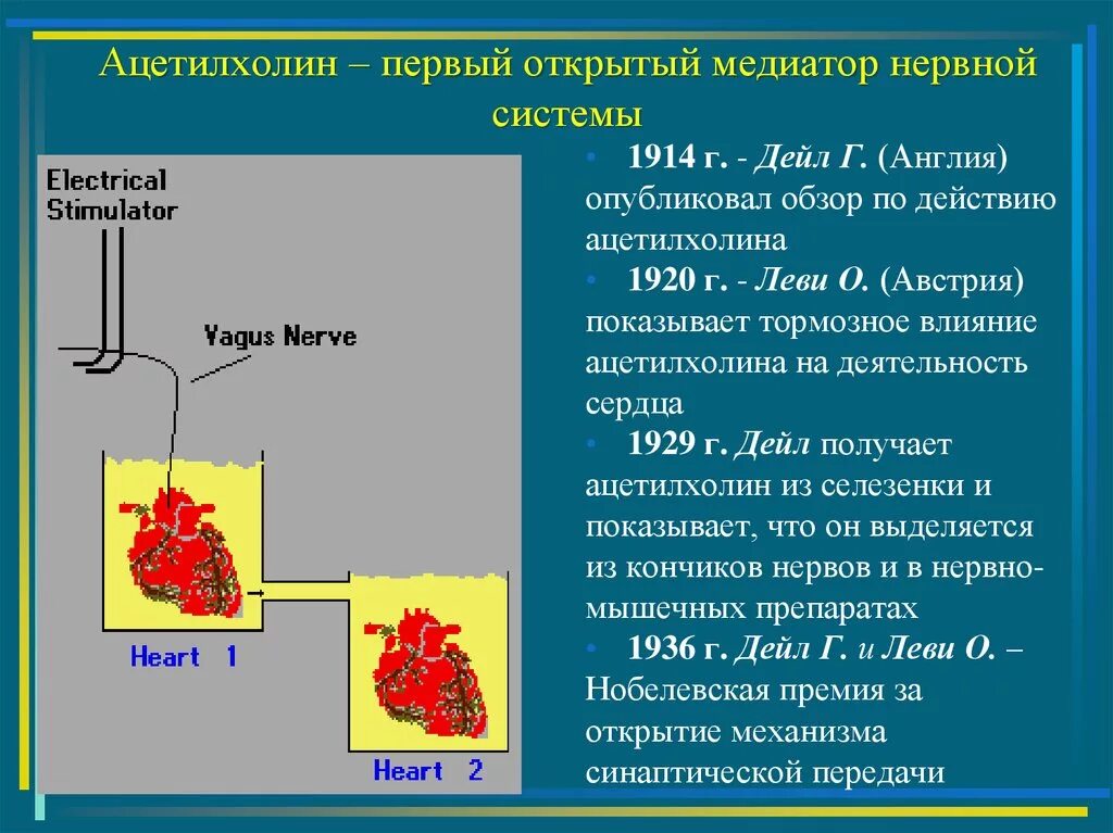 Ацетилхолин это физиология. Ацетилхолин медиатор. Ацетилхолин влияние. Ацетилхолин влияние на деятельность сердца.