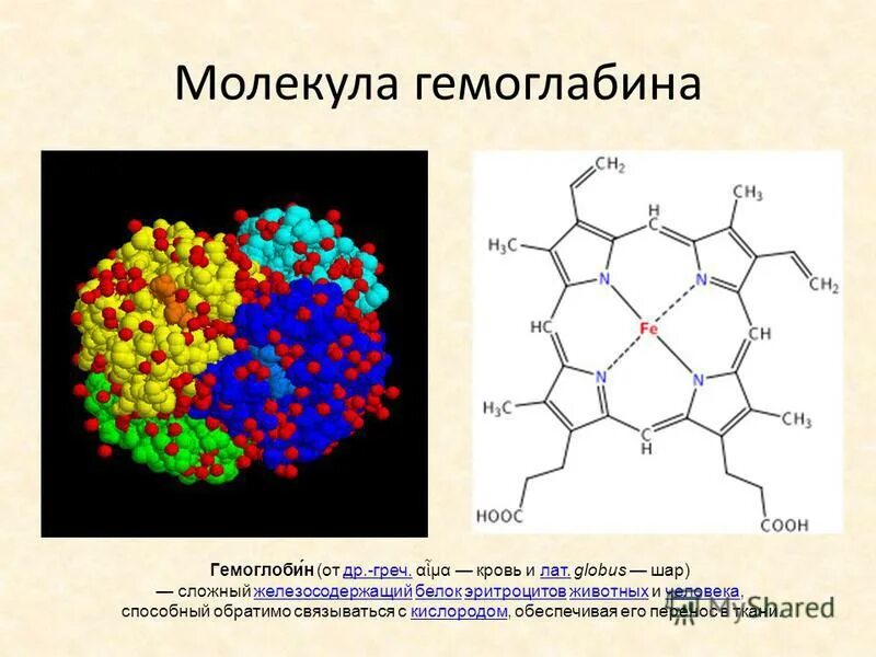 Гемоглобин қазақша презентация