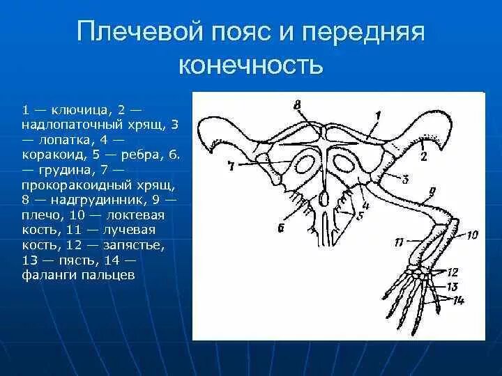 Конечности пресмыкающих. Коракоид Воронья кость. Скелет пояса конечностей рептилий. Скелет пояса верхних конечностей у лягушки. Пояс передних конечностей ящерицы.