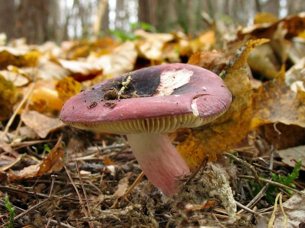 Сыроежка в каком лесу. Сыроежка съедобные грибы. Сыроежка гриб. Russula xerampelina. Сыроежка ломкая.