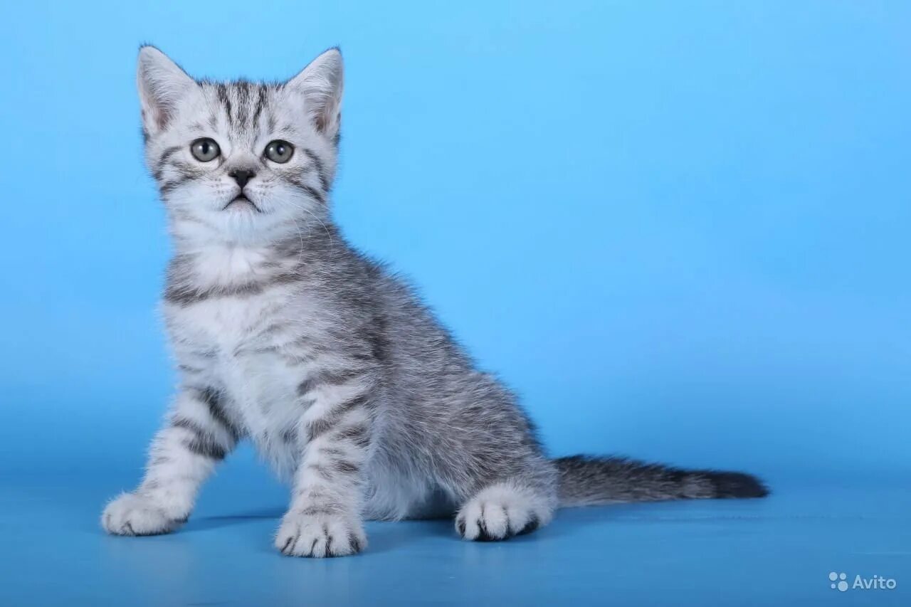 Шотландский скоттиш страйт. Шотландская кошка прямоухая. Шотландская скоттиш страйт кошка. Шотландская кошка прямоухая девочка. Шотландская кошка прямоухая девочка.