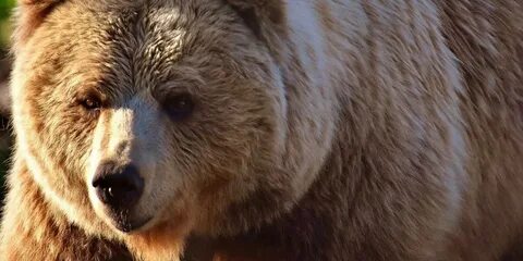 Bear world