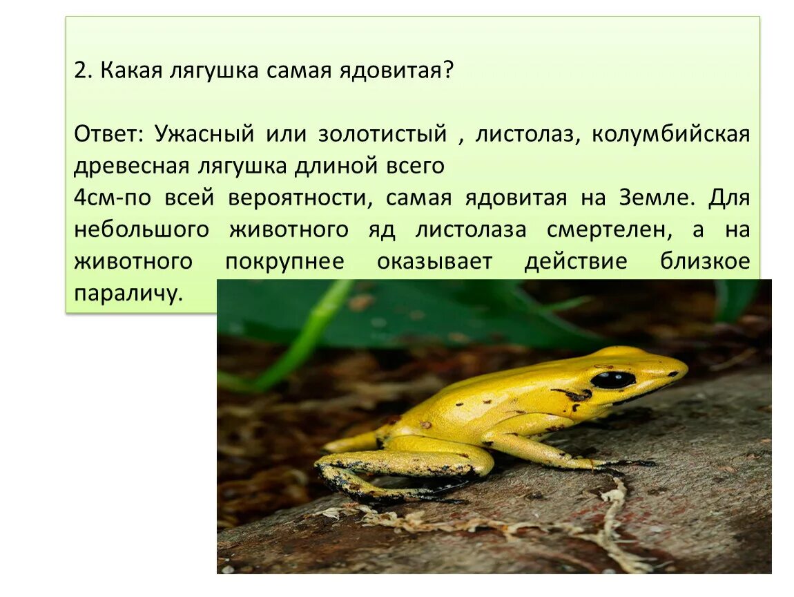 Лягушка какое давление. Лягушка какой. ядовитые лягушки список. ужасный листолаз презентация. лягушка какая прилагательные.