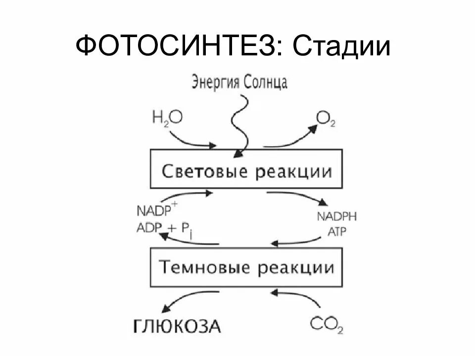 Биосинтез дыхания. Фазы фотосинтеза схема. Темновая фаза фотосинтеза схема. Схема фотосинтеза ЕГЭ биология. Схема фотосинтеза ЕГЭ.