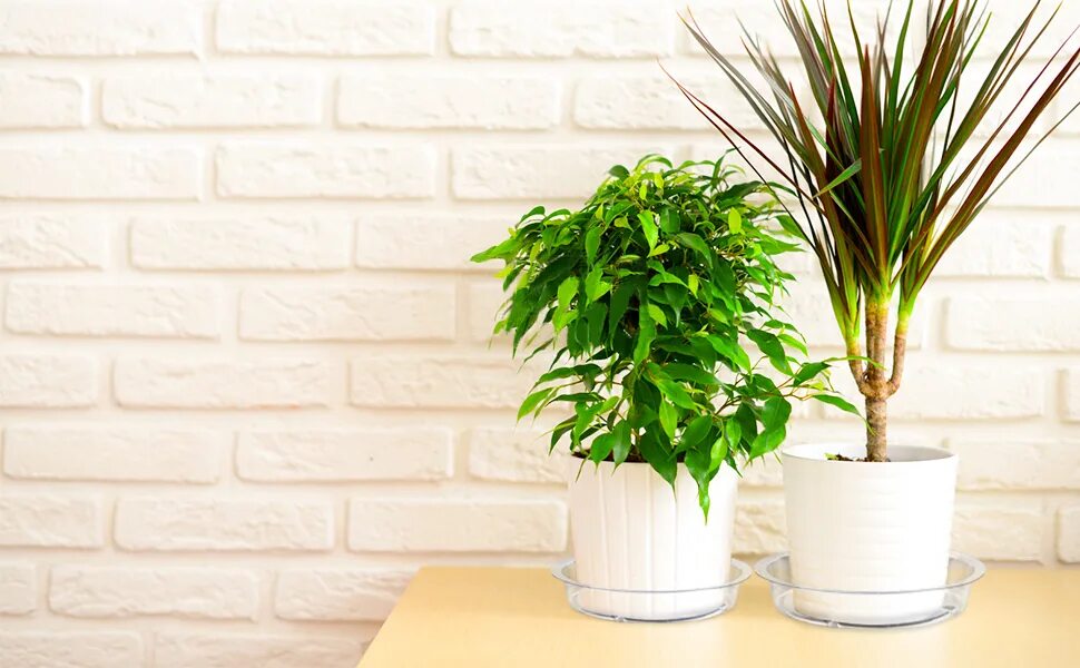 To be a potted plant. Комнатные цветы на подоконнике. Одиночные растения в интерьере. To be a potted plant. Монстера houseplants.
