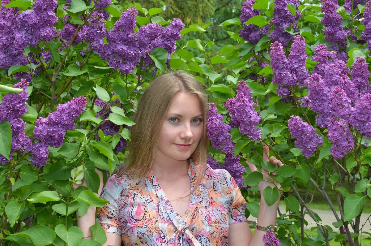 Сирень кустарник. Куст сирени. Сирень обыкновенная куст целиком. Велегия куст. Стихи про сирень.