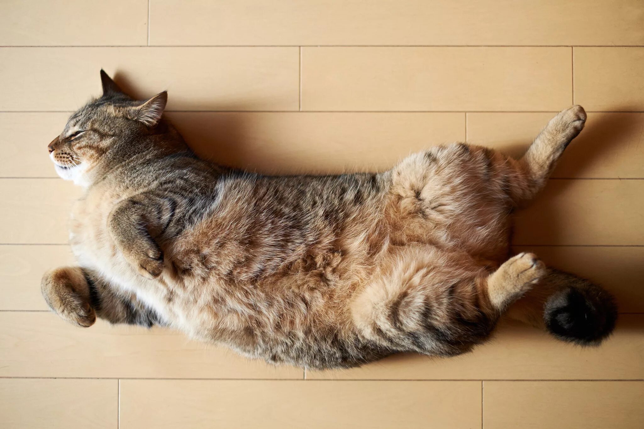 Кот лежит. Лежачий кот. кошка лежит на спине. кошка валяется на спине. кошка лежит.
