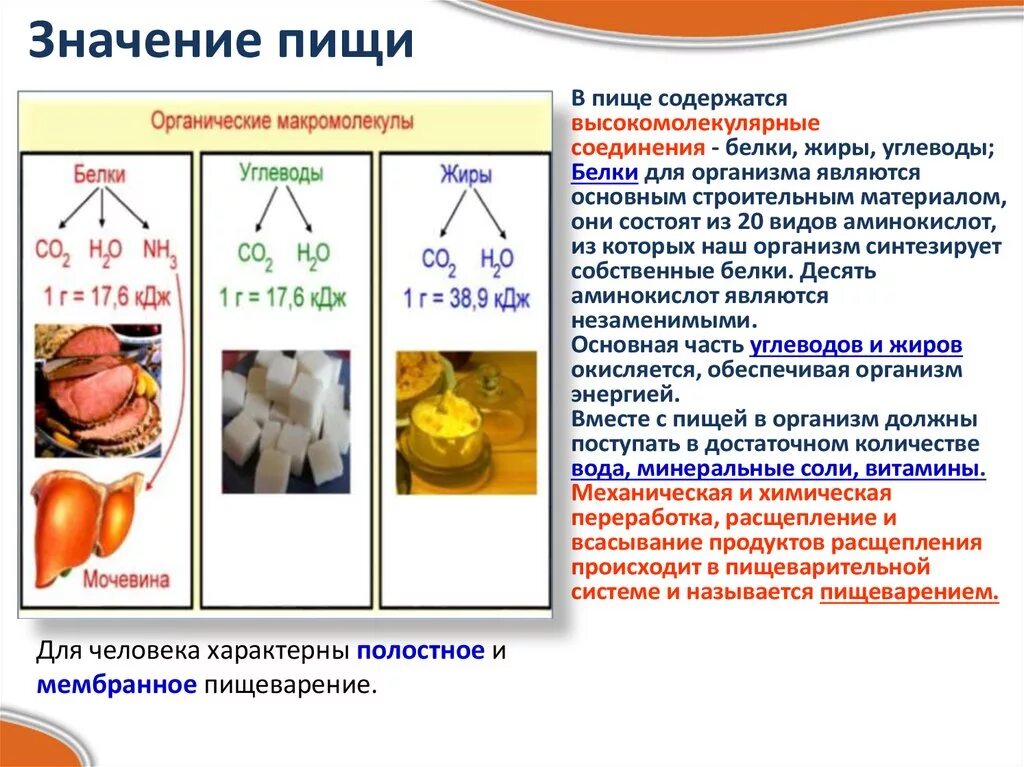 Ферменты переваривающие белки. Белки жиры углеводы. Расщепление белков жиров и углеводов. Синтезирует собственные белки. Как расщепляются белки жиры и углеводы.