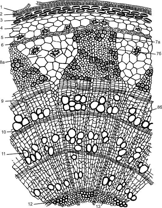 Поперечного среза стебля растения. Эндодерма двудольного растения. Поперечный срез ветки липы. Анатомическое строение стебля двудольных древесных растений. Срез двудольного.