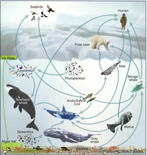 Цепи питания Баренцева моря. Пищевая сеть моря. Экосистема Арктики. Пищевая сеть экосистемы.