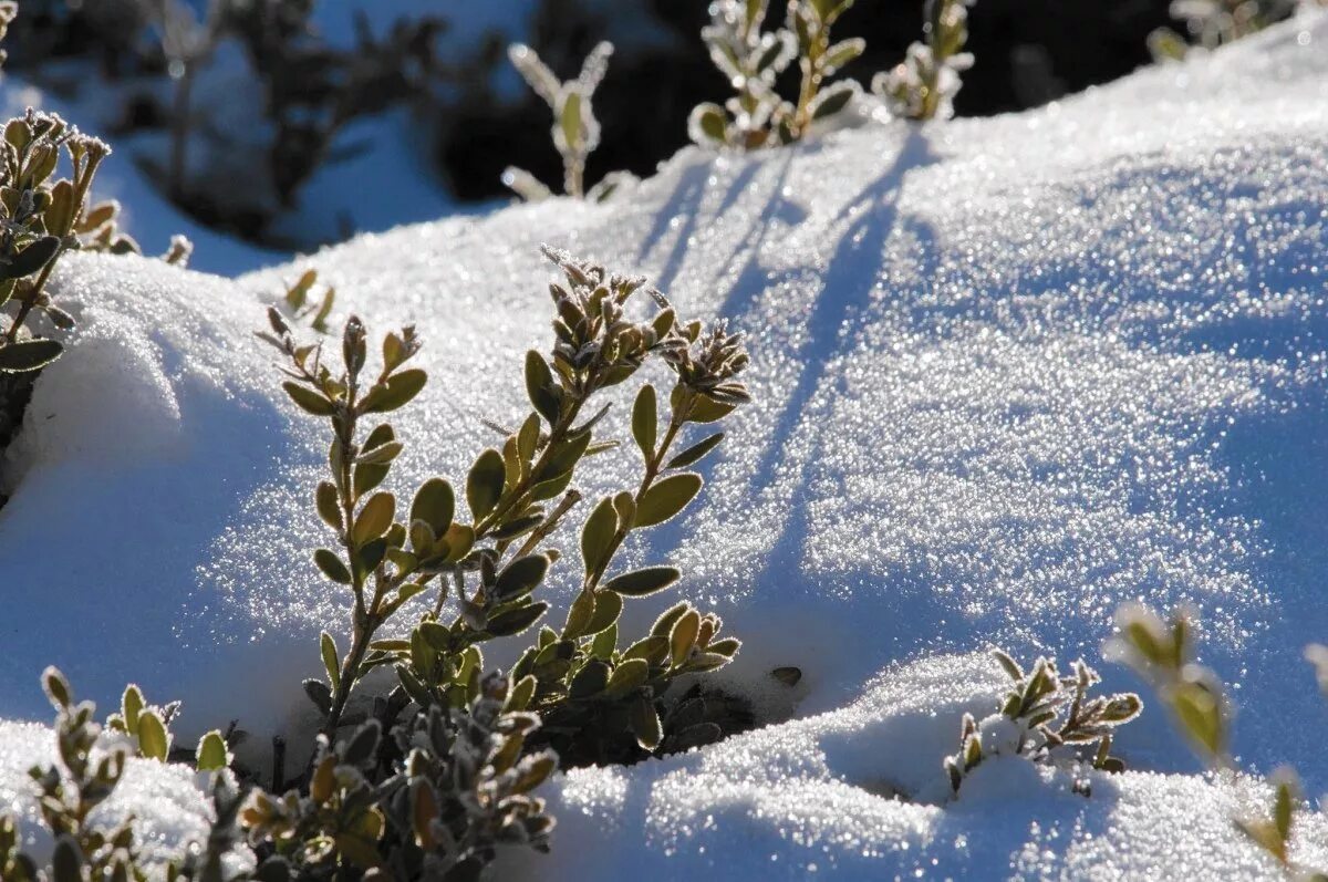 Оберегать от зимней стужи 8 букв. Растения в снегу. Кустарники зимой. Вечнозеленые растения зимой. Заснеженный кустарник.