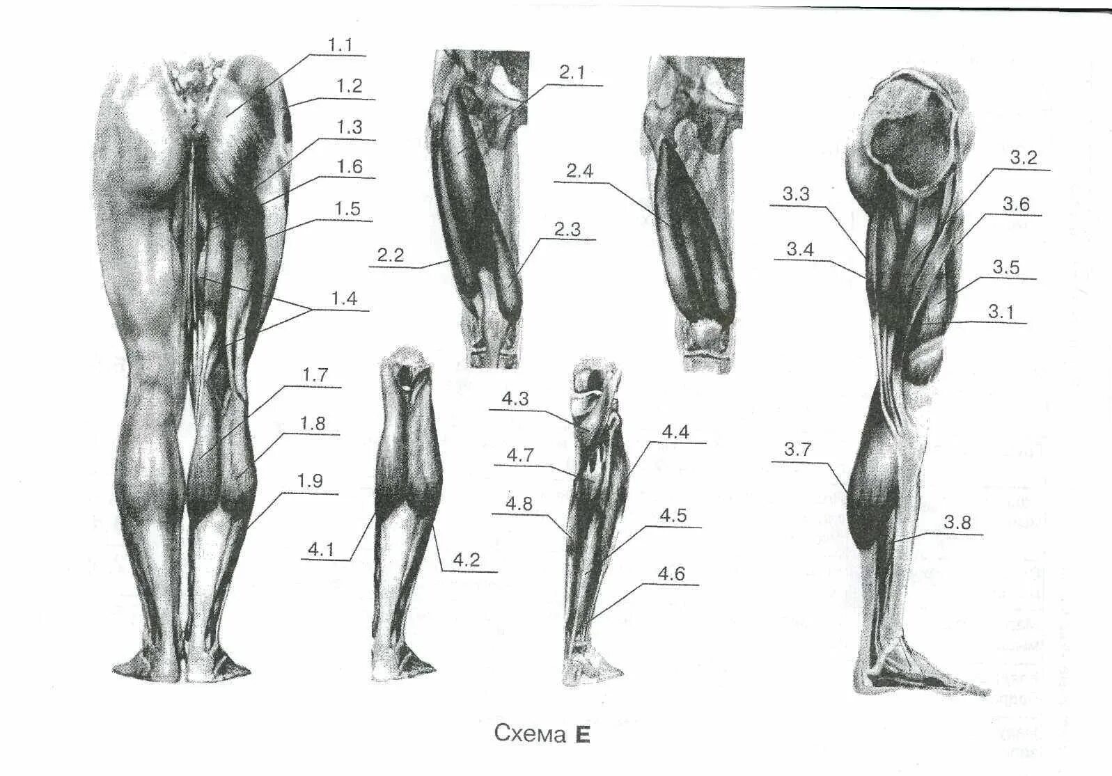 Нижние конечности тела. Мышцы и фасции нижней конечности анатомия. Анатомия мышцы и кости нижней конечности. Анатомия мышц и костей нижней конечности человека. Мышцы нижних конечностей кт анатомия.