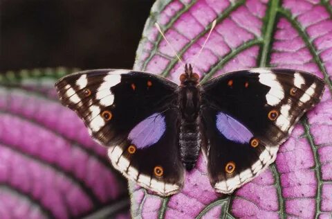De papillon