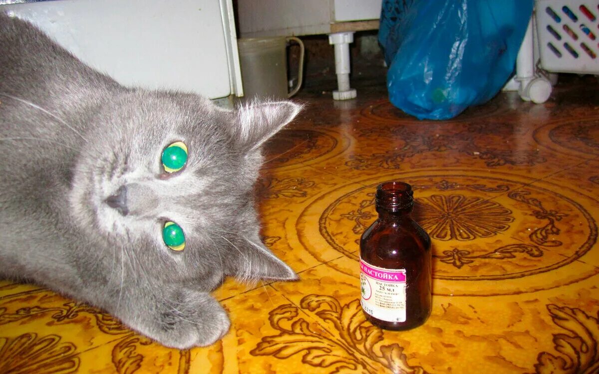 Можно коту таблетку валерьянки. Кот и валерьянка. Валерьянка для кошек. Коты под валерьянкой. Кот напился валерьянки.