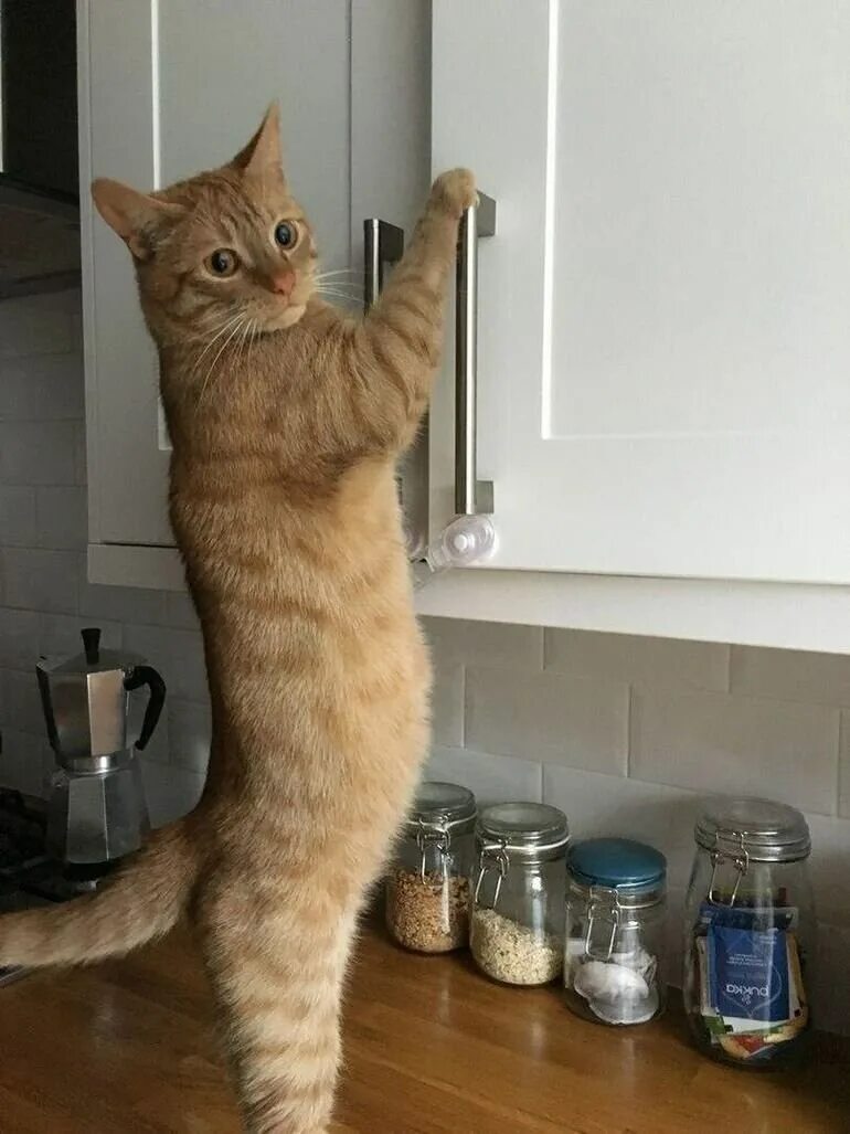 Котик оборачивается. Черный кот испуган. Ну я кошка. Котик с едой. Ну я кошка.