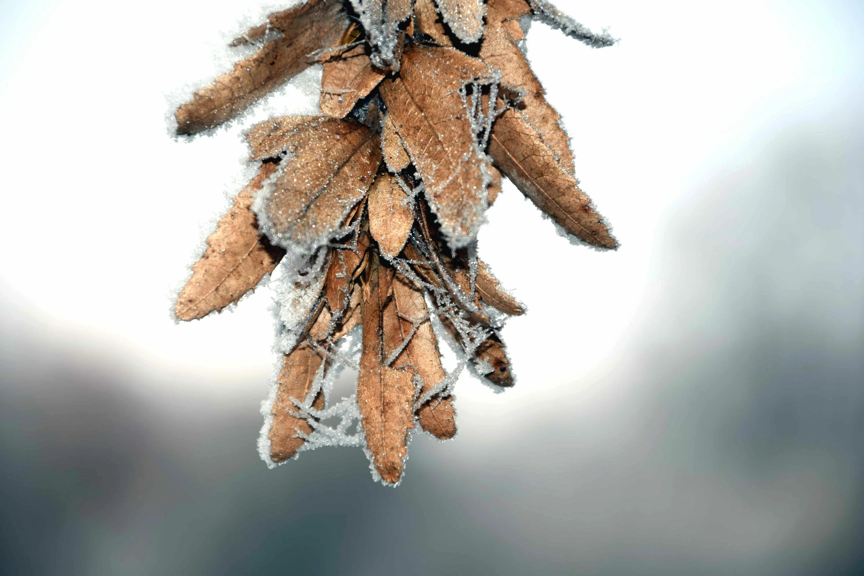 Лес семена деревьев. Крылатка плод клена. Лес семена деревьев. Крылатки ясеня. Клён ясенелистный вертолетики.