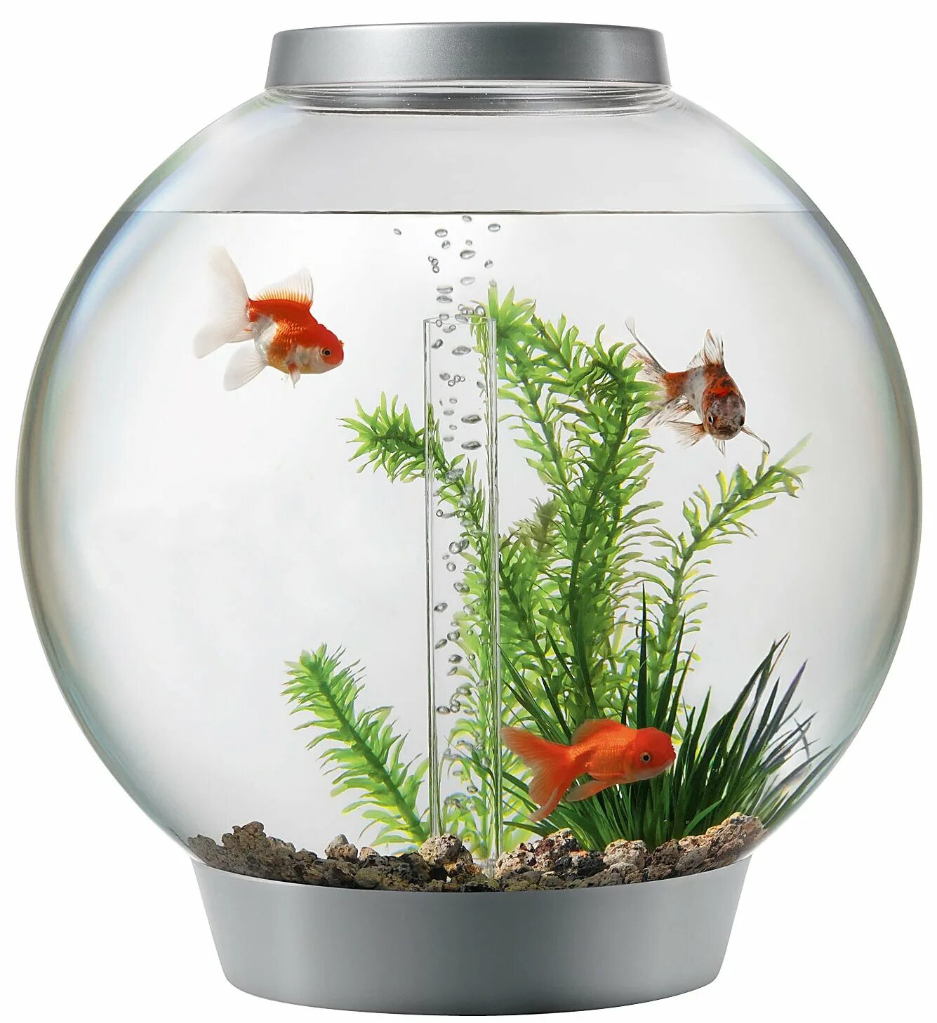 Рыбки для аквариума. Мини аквариум круглый. Аквариум betta. Круглый аквариум с рыбками. Аквариум маленький круглый.