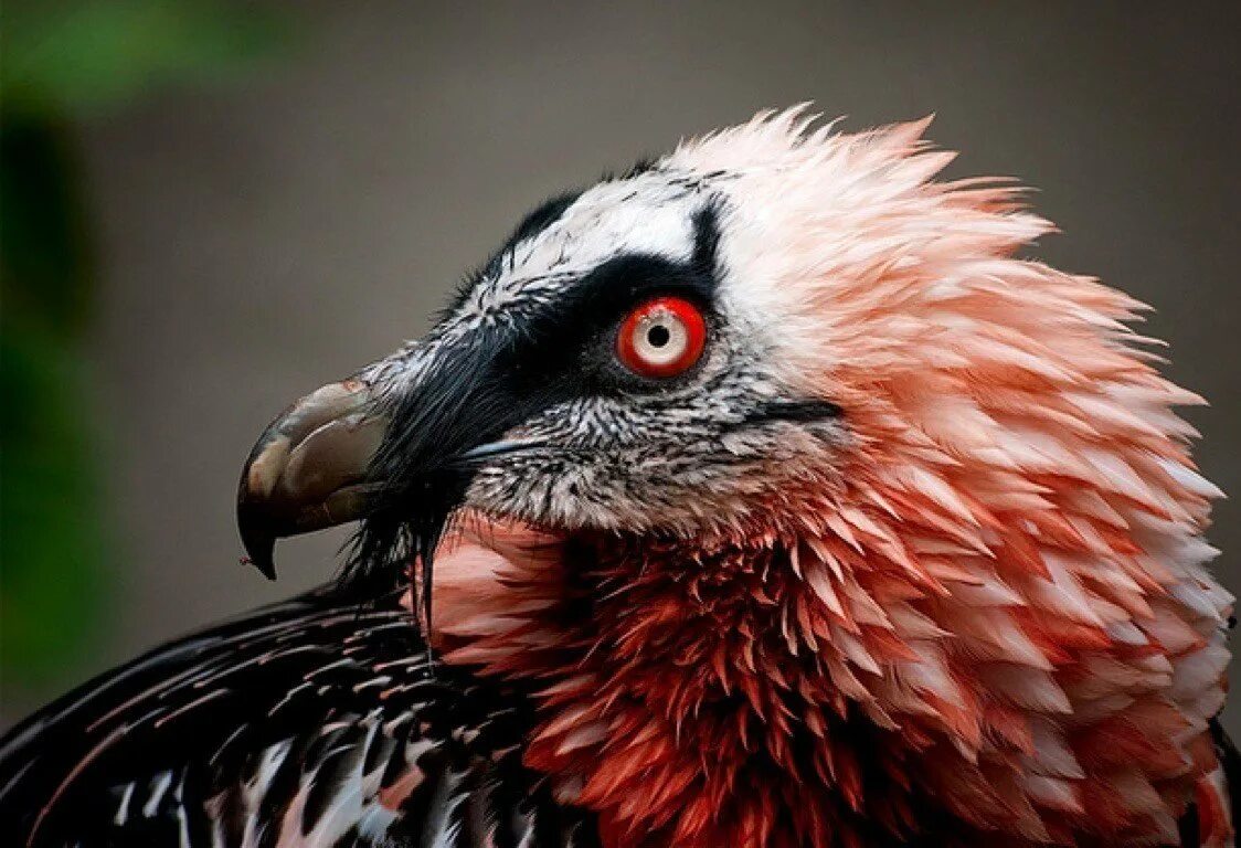 Бородач (gypaetus barbatus). Ягнятник бородач птица красная. Ягнятник бородач птица. Ягнятник бородач птица красная. Ягнятник бородач птица.