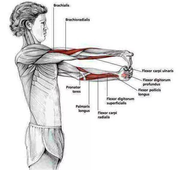Почему дергается плечо. Плечелучевая мышца предплечья болит. Упражнения для мышц предплечья. Растяжка предплечий. Растяжка мышц рук.