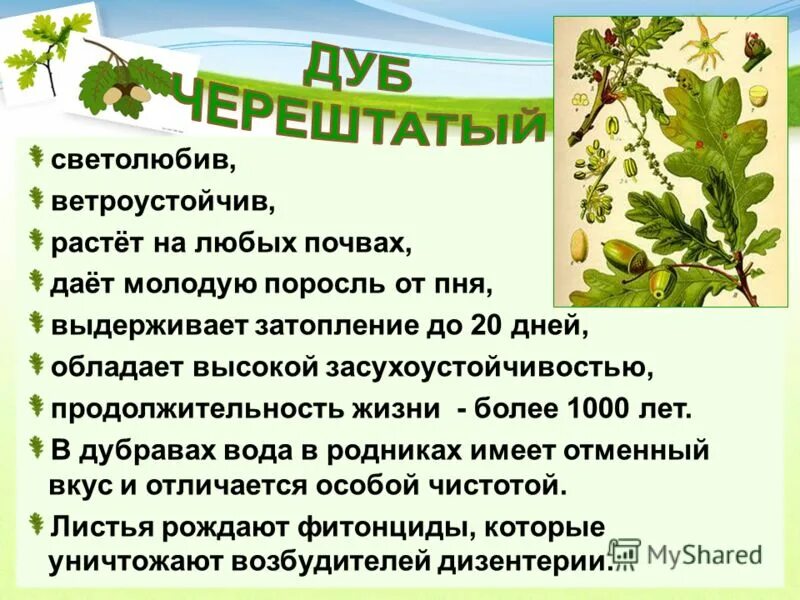 дубовый какое прилагательное