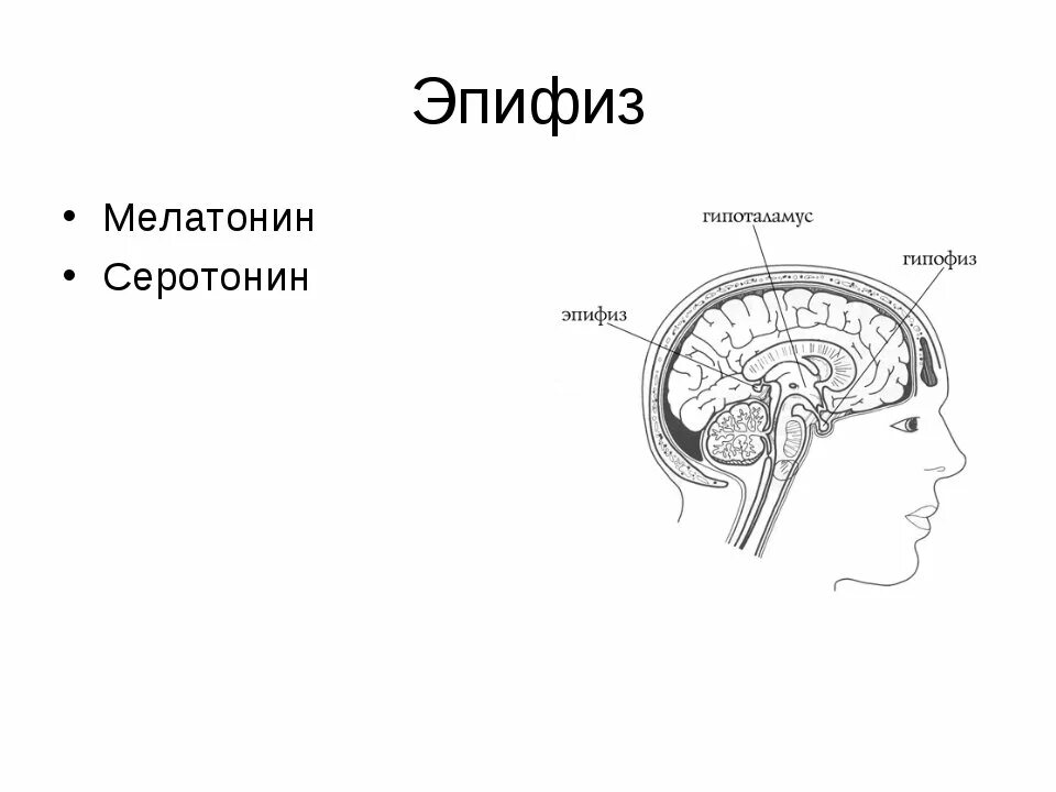 Шишковидная железа. Гипофиз и эпифиз анатомия. Эпифиз шишковидное тело. Строение гипофиза и эпифиза. Гипофиз и эпифиз рисунок.