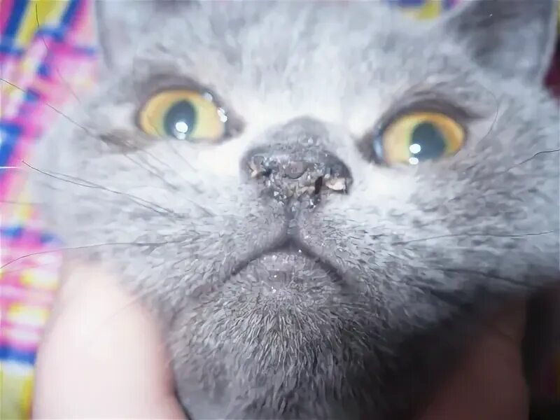 Кошка облезает