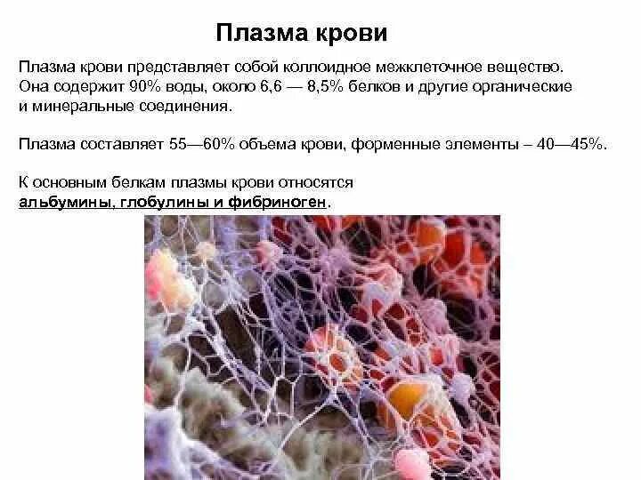 Белки плазмы крови образуется. Плазма межклеточное вещество крови. Фибрин и фибриноген. Строение тромбоцитов. Образование фибрина в крови.