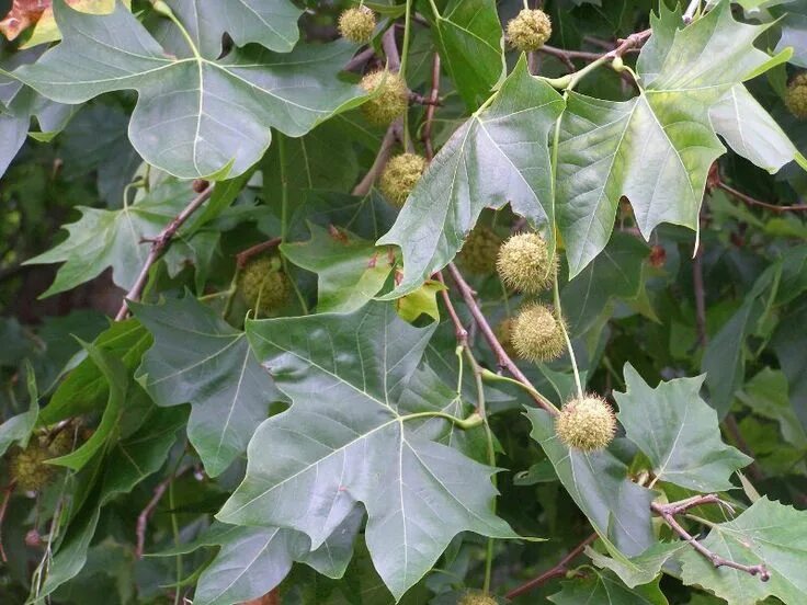 Platinus X hispanica - London Plane - Canterbury Sycamore tree, London plane tre
