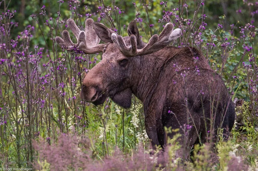 Фауна что это. Алтайский заповедник марал. Мир флоры и фауны. Роки маунтин национальный парк сша животные. Растительнsq и животнsq мира.