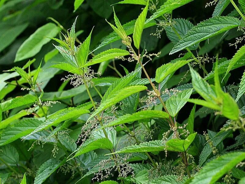 Крапива плосколистная (Urtica platyphylla). Крапива (Urtica dioica). Urtica angustifolia крапива узколистная. Крапива узколистная – Urtica angustifolia Fisch. Ex Hornem.. Крапива семейство