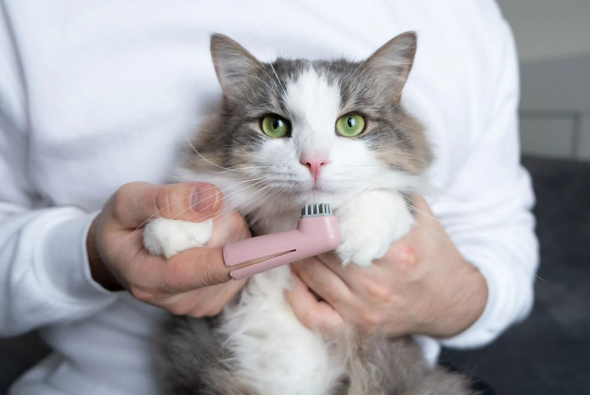Котэ чистим. Котэ чистим