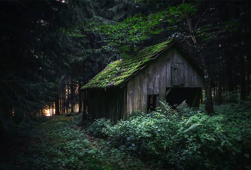 Домик виднеющийся. Дом в лесу. Домик в дремучем лесу. Старый дом в лесу. Заброшенная Хижина в лесу.