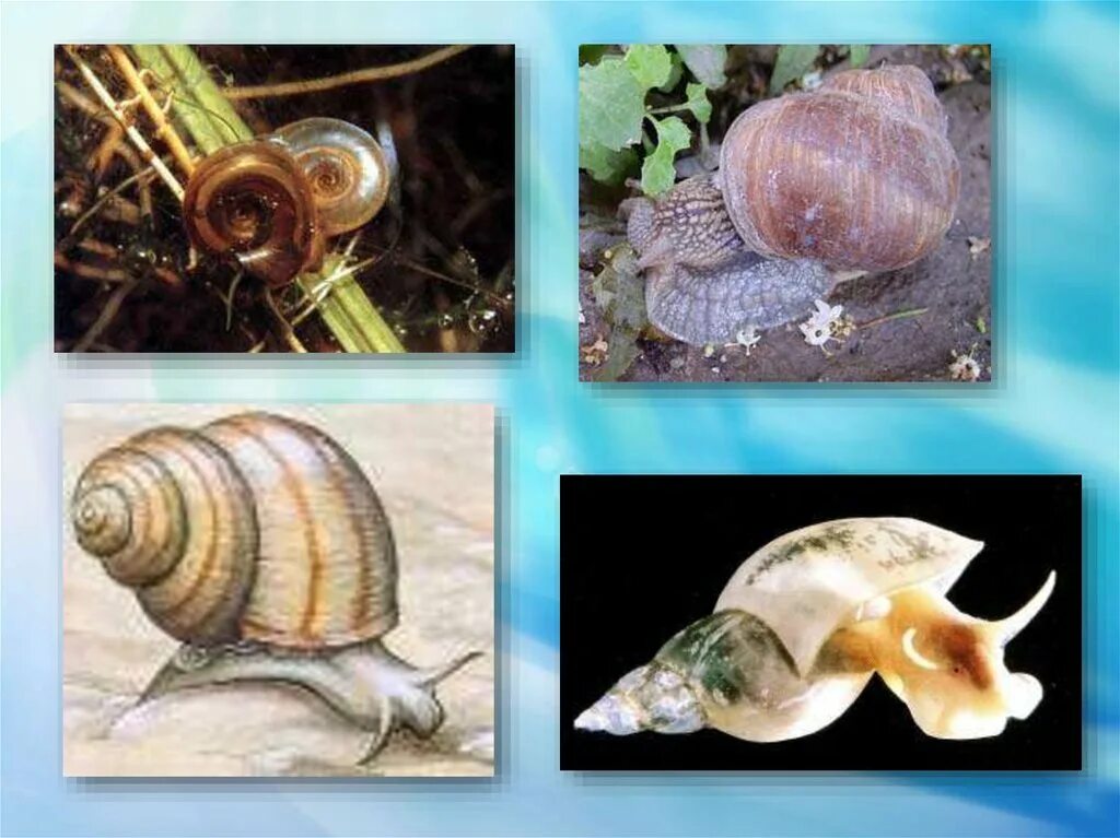 Моллюски биология 5 класс. Моллюски коллаж. Эволюция моллюсков. Тип моллюски передвижение.