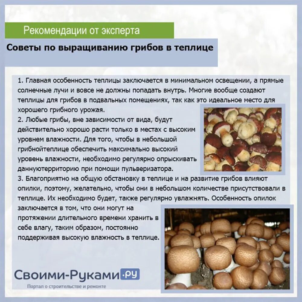 Выращивание грибов в домашних условиях. Картинки грибов с описанием. Условия выращивания грибов. Условия выращивания грибов в домашних условиях. Культивируемые грибы и условия выращивания