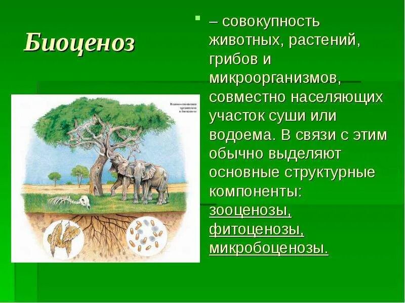 Совокупность определенных живых организмов это