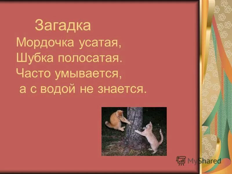 Часто умывается а с водой не знается. Часто умывается а с водой не знается ответ. Часто улыбается а с водой не знается. Мордочка усатая шубка полосатая загадка.