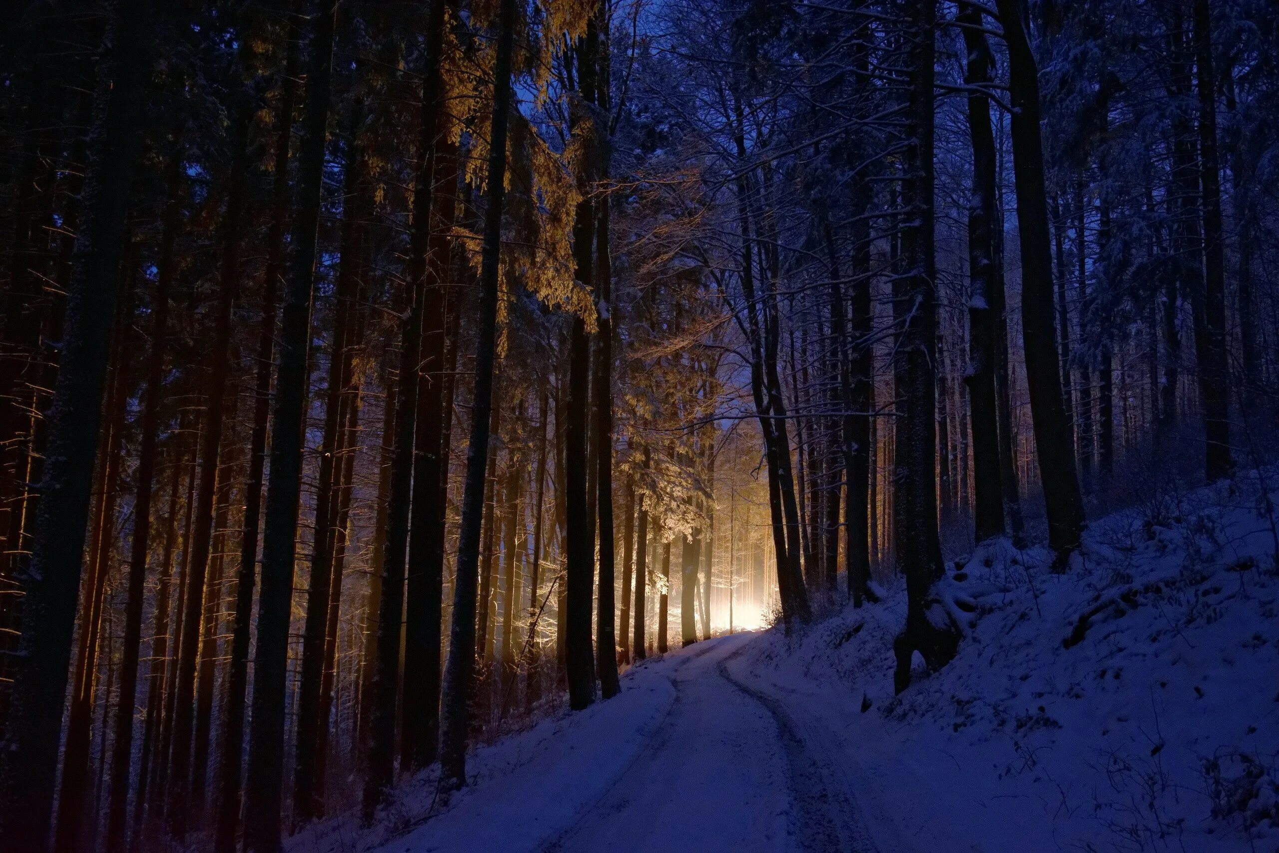 «Ночь в лесу». Ночной зимний лес. Темный лес. Тропинка в лесу ночью. Cold and dark