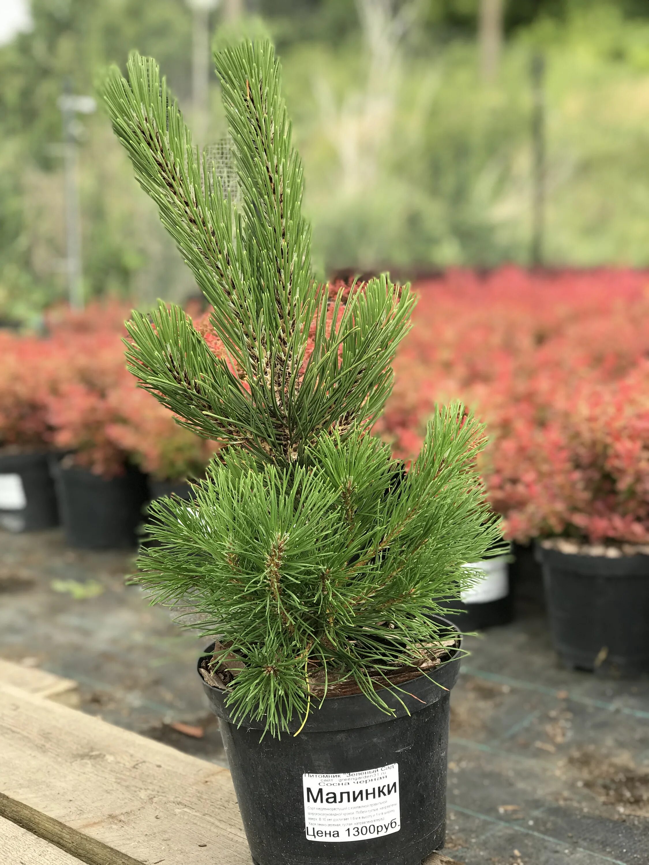 Сосна гельдрейха компакт. Сосна гельдрейха белокорая. Сосна гельдрейха шмидта. Сосна горная гельдрейха. Сосна гельдрейха малинки.