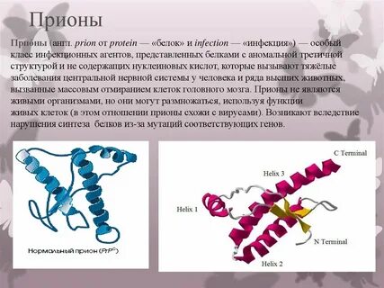Для наработки белков человека часто используют клетки