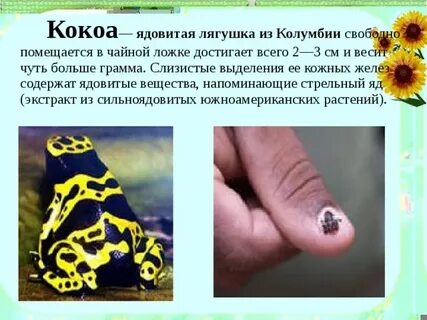 Слизь вырабатываемая кожными железами