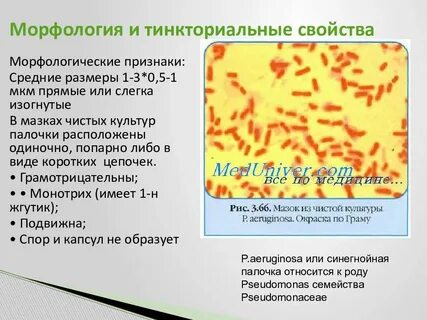 Тинкториальные свойства методы окраски