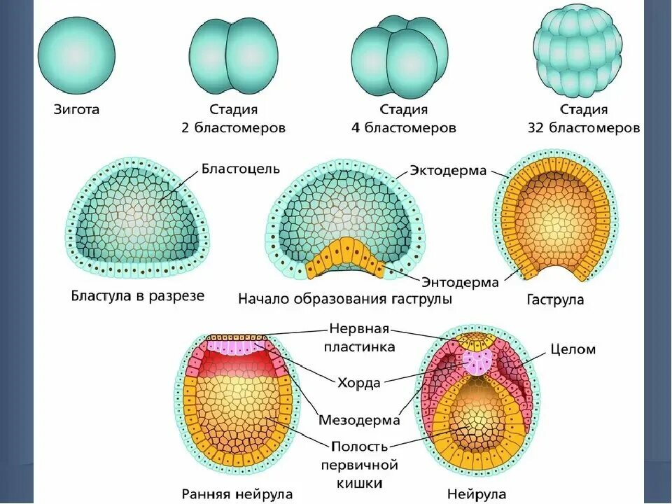 Из чего формируется зародыш