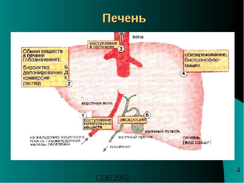 Печень обеспечивает утилизацию