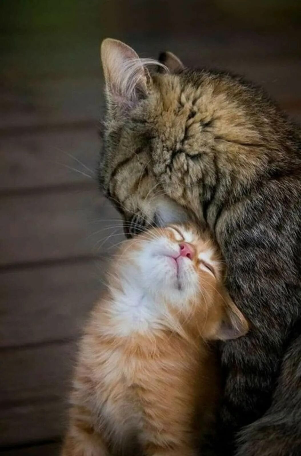 Кошки любовь. Влюбленные котики. Поцелуй кота. Кошки нежность. Картинки с любящими котиками