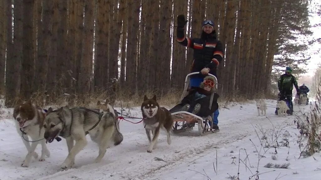 Хаски город абзаково. Хаски на лыжах. Хаски в городе. Хаски город абзаково. Хаски город абзаково.