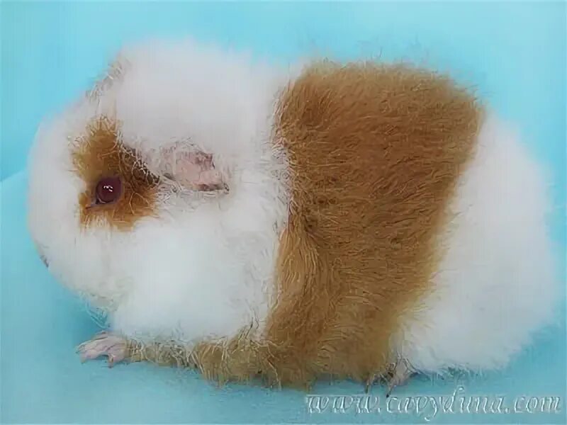 валяная брошь свинка. морская свинка из шерсти валяние. морская свинка из шерсти. валяная морская свинка. морская свинка из шерсти.